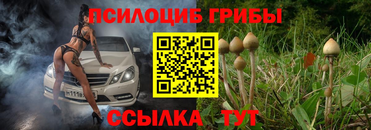 Псилоцибиновые грибы Psilocybe Ижевск